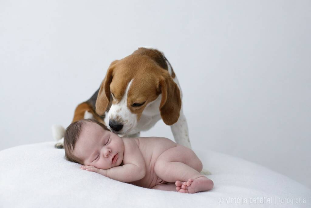 Perro dando un beso a un bebé recién nacido